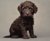 Mini Labradoodle Puppies For Sale Fairfield Furbabies